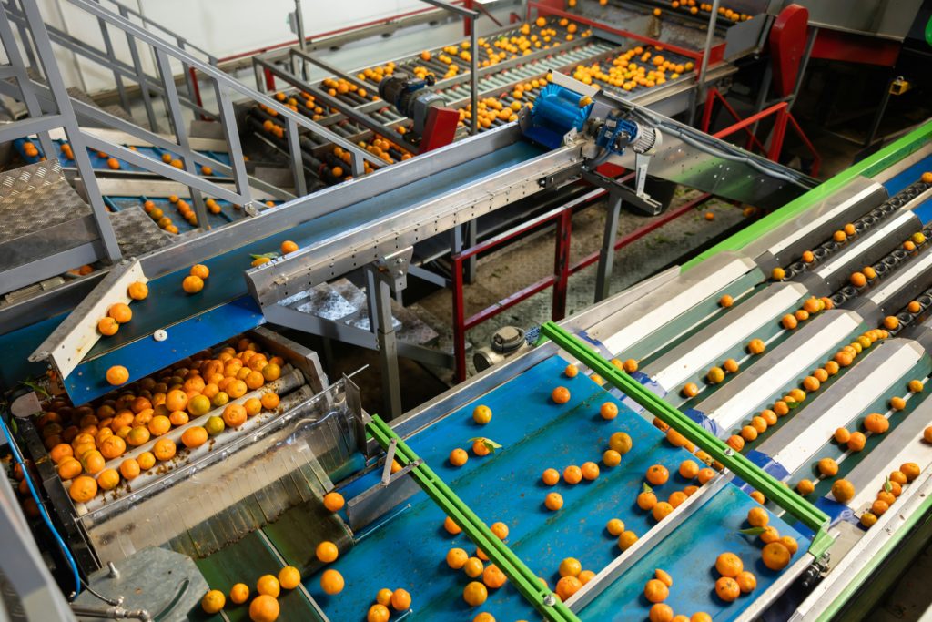 picture of machines sorting tangerines